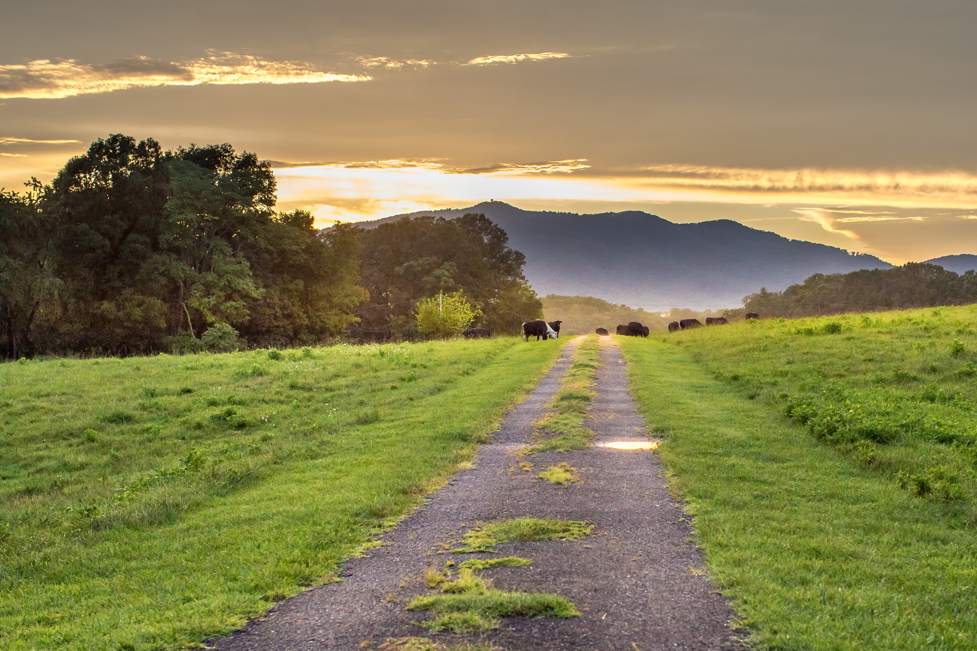 Homes for Sale in Amherst County VA Signature One Realtors